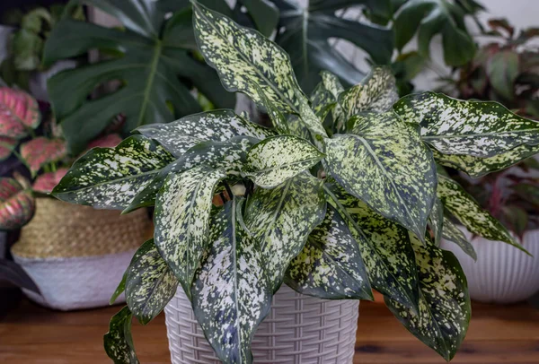Tropical plants. Potted Aglaonema snow white on the table in the background greenery of other houseplants (de focused). Close-up. Macro. Interior. Isolated on a brown background. Concept of gardening. Perfect for a website banner background.