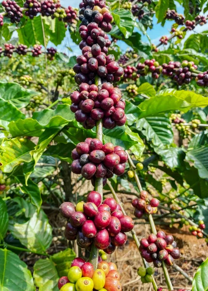 Fruits of the Robusta coffee variety on the plantation. Harvest time. Robusta coffee plantation in an organic farm. Close-up. Macro. Healthy eating and lifestyle.