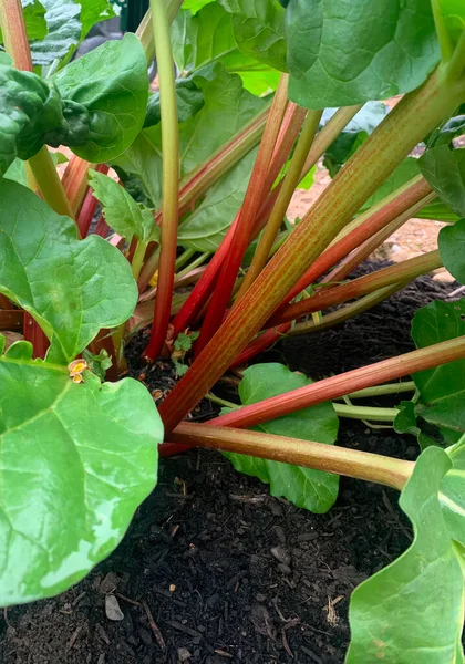 Rhubarb plant growing in a home garden. Natural organic cultivation without pesticides. As a healthy alternative to shopping at the market or in the supermarket.  Close-up. Macro. Gardening concept.