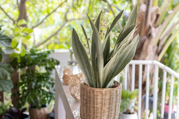 Sansevieria metallica (Snake plant) potted plant on the balcony. Isolated on a greenery of the garden. Tropical ornamental plant. Outdoor. Close-up. Macro. Concept of gardening and home decor.