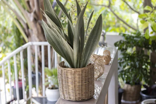 Sansevieria metallica (Snake plant) potted plant on the balcony. Isolated on a greenery of the garden. Tropical ornamental plant. Outdoor. Close-up. Macro. Concept of gardening and home decor.