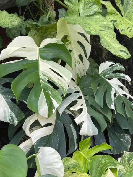 Variegated Monstera potted plant and Philodendron Paraiso Verde. Isolated on a greenery of the garden. Tropical ornamental plant. Outdoor. Close-up. Macro. Concept of gardening and home decor.