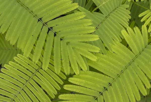 Tropical ornamental plant. A fern growing in the garden. Background. Macro. Close-up. Gardening concept.