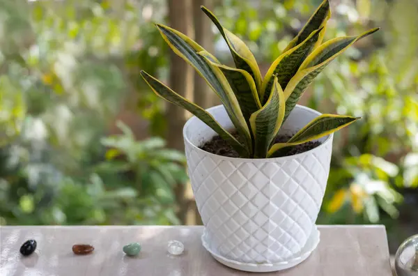Snake Plant or Sansevieria trifasciata on the balcony against the background of the greenery of the garden. Tropical ornamental plant. Outdoor. Close-up. Macro. Concept of gardening and home decor.