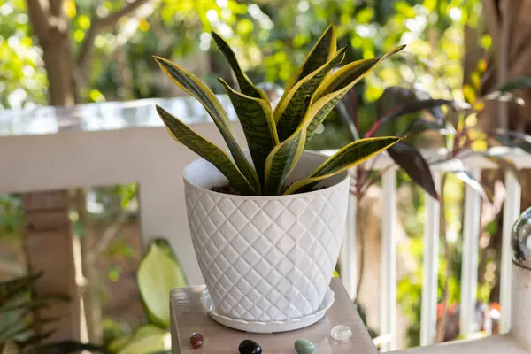Snake Plant or Sansevieria trifasciata on the balcony against the background of the greenery of the garden. Tropical ornamental plant. Outdoor. Close-up. Macro. Concept of gardening and home decor.