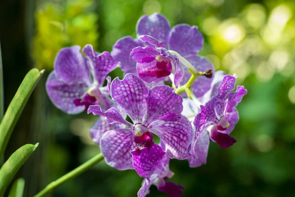 Tropical ornamental plants. Potted plants. Orchid against the background of the greenery of the garden. Close-up. Macro. Outdoor.