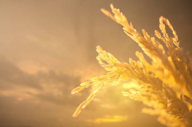 Gün batımında pirinç tarlası ve gökyüzü arkaplanı