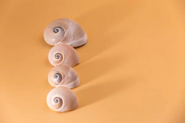 Küçükten Büyüğe Yerleştirilmiş Deniz Kabuklarının Tüm Görüntüsü Turuncu Tonlarda Koyu — Stok fotoğraf