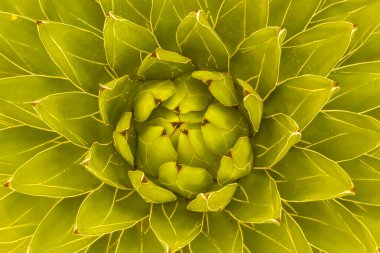 Agaviaceae ailesinin sulu bitkisi Agave Victoriae reginae 'nin kısmi ve genel görünüşü Meksika' dan gelir.