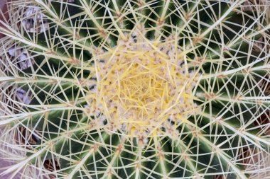 Yukardan görülen yuvarlak bir kaktüs şeklinin merkezden dışarıya nasıl yayıldığını gösterir. Harika doğa.