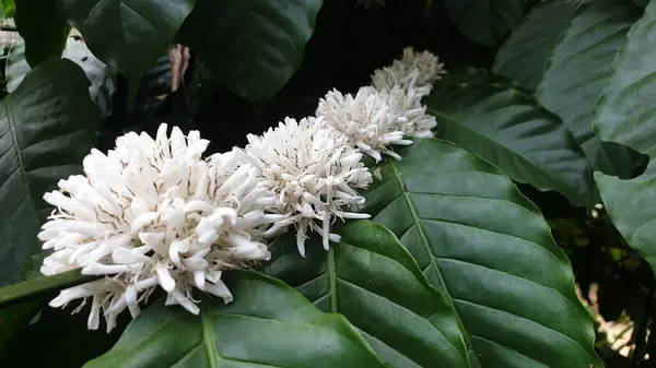Frische Weiße Kaffeeblumen Blühen Eingebettet Zwischen Lebendigen Grünen Kaffeepflanzenblättern Einer — Stockfoto