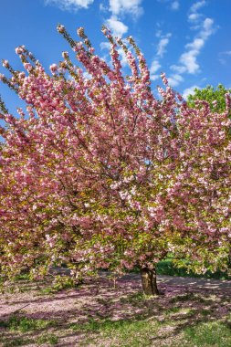 Dnipro Ulusal Demiryolu Taşımacılığı Üniversitesi, Dnipro Şehri, Ukrayna