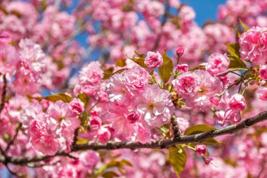 Dnepr şehrinden Sakura, Dinyeper Ulusal Demiryolu Taşımacılık Üniversitesi