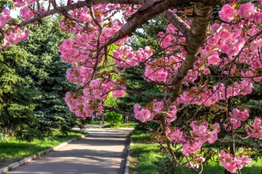 Dnepr şehrinden Sakura, Dinyeper Ulusal Demiryolu Taşımacılık Üniversitesi