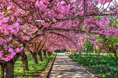 Dnepr şehrinden Sakura, Dinyeper Ulusal Demiryolu Taşımacılık Üniversitesi