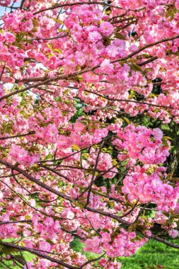 Dnepr şehrinden Sakura, Dinyeper Ulusal Demiryolu Taşımacılık Üniversitesi