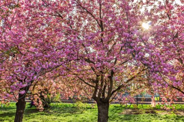 Dnepr şehrinden Sakura, Dinyeper Ulusal Demiryolu Taşımacılık Üniversitesi
