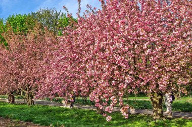 Dnepr şehrinden Sakura, Dinyeper Ulusal Demiryolu Taşımacılık Üniversitesi