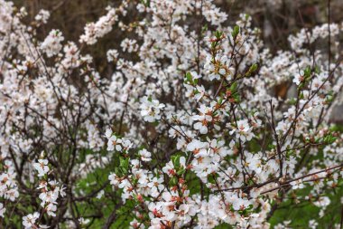 Bahar çiçekleri, Dnepropetrovsk, Ukrayna