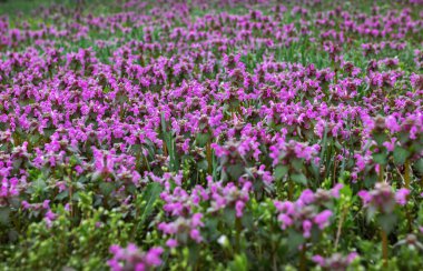 Bahar çiçekleri, Dnepropetrovsk, Ukrayna