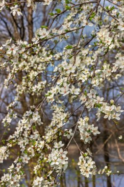 Bahar çiçekleri, Dnepropetrovsk, Ukrayna