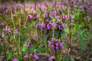 Bahar çiçekleri, Dnepropetrovsk, Ukrayna