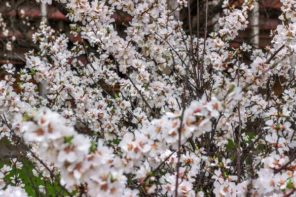Bahar çiçekleri, Dnepropetrovsk, Ukrayna