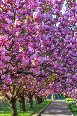 Sakura, Ukrayna Devlet Bilim ve Teknoloji Üniversitesi, Dnepropetrovsk, Ukrayna