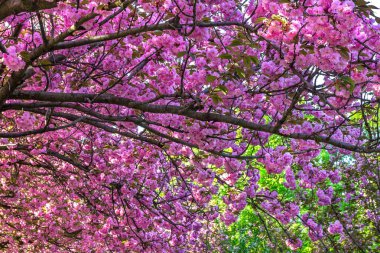 Sakura, Ukrayna Devlet Bilim ve Teknoloji Üniversitesi, Dnepropetrovsk, Ukrayna