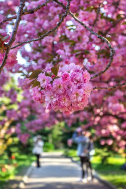 Sakura, Ukrayna Devlet Bilim ve Teknoloji Üniversitesi, Dnepropetrovsk, Ukrayna