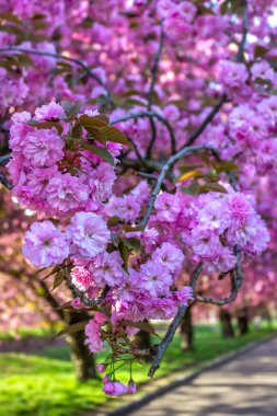 Sakura, Ukrayna Devlet Bilim ve Teknoloji Üniversitesi, Dnepropetrovsk, Ukrayna