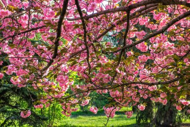Sakura, Ukrayna Devlet Bilim ve Teknoloji Üniversitesi, Dnepropetrovsk, Ukrayna