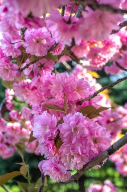 Sakura, Ukrayna Devlet Bilim ve Teknoloji Üniversitesi, Dnepropetrovsk, Ukrayna