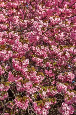 Sakura, Ukrayna Devlet Bilim ve Teknoloji Üniversitesi, Dnepropetrovsk, Ukrayna