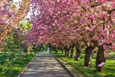 Sakura, Ukrayna Devlet Bilim ve Teknoloji Üniversitesi, Dnepropetrovsk, Ukrayna