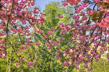 Sakura, Ukrayna Devlet Bilim ve Teknoloji Üniversitesi, Dnepropetrovsk, Ukrayna