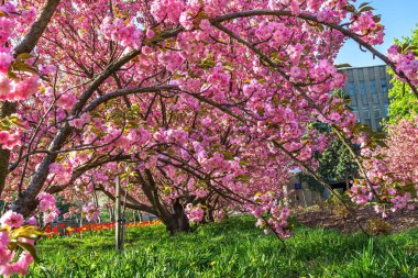 Sakura, Ukrayna Devlet Bilim ve Teknoloji Üniversitesi, Dnepropetrovsk, Ukrayna