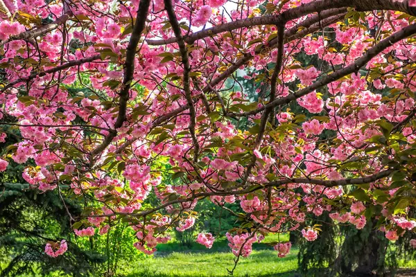 Sakura, Ukrayna Devlet Bilim ve Teknoloji Üniversitesi, Dnepropetrovsk, Ukrayna