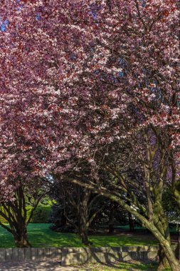 Japon kirazı, sakura, şehir Dnepropetrovsk, Ukrayna