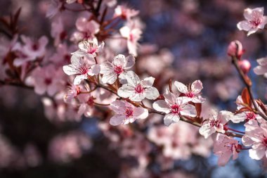 Japon kirazı, sakura, şehir Dnepropetrovsk, Ukrayna