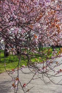 Japon kirazı, sakura, şehir Dnepropetrovsk, Ukrayna