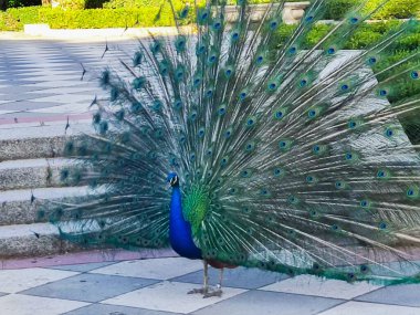 Gün ortasında huzurlu bir bahçede, çarpıcı bir tavus kuşu renkli tüylerini açar, peyzaja karşı göz kamaştırıcı bir mavi ve yeşillik dizisi sergiler..