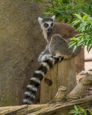 Halka kuyruklu bir lemur yeşil yapraklarla çevrili ahşap bir kütüğün üzerinde zarifçe oturur. Hayvanın kendine özgü çizgili kuyruğu çevresinin toprak tonlarıyla çelişiyor..