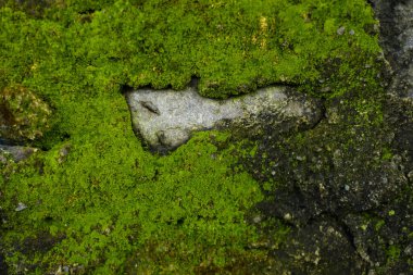 Yeşil yosun, arka plan, doku. Yeşil arkaplan.