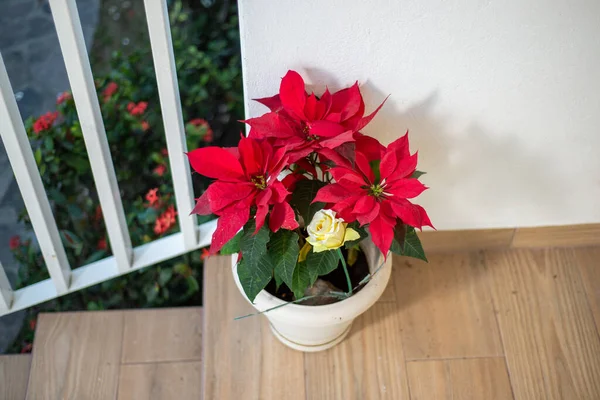 Poinsettia Plant White Pot Poinsettia Flower House — Stock Photo, Image