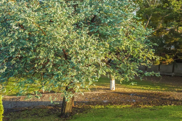 Srebrny Dolar Eukaliptusa Drzewo Pięknymi Liśćmi Eukaliptus Cinerea Argyle Apple — Zdjęcie stockowe