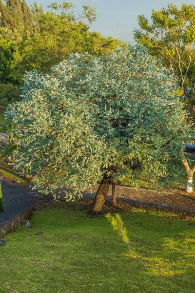 Srebrny Dolar Eukaliptusa Drzewo Pięknymi Liśćmi Eukaliptus Cinerea Argyle Apple — Zdjęcie stockowe