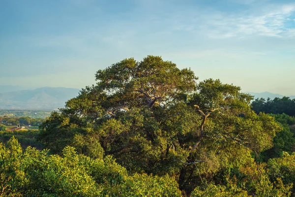 Liście Drzew Niebieskim Tle Nieba Krajobraz Kraju — Zdjęcie stockowe