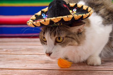 Meksika mariachi şapkalı evcil hayvan. Cat, Meksika 'nın Bağımsızlık Günü' nü kutluyor..