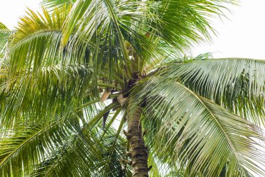 Hindistan cevizi çiftliği. Güzel tropikal manzara.